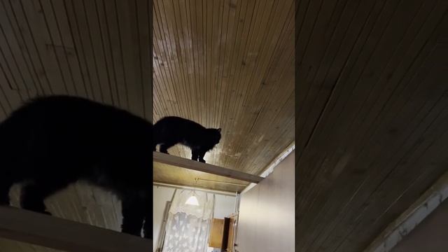 Умный котёнок Черныш 9 месяцев ?⬛? #умныйкот