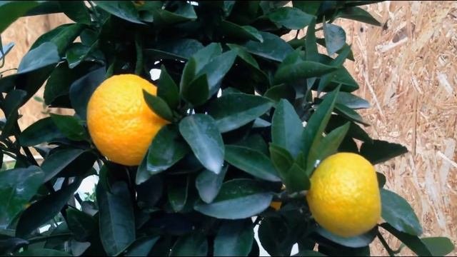 Оранжерея и цитрусы.Обзорное видео.