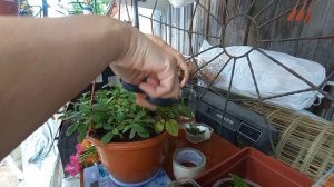 как обрезать кустовую петунью для пышного цветения