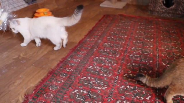 Наши кошки - шотландские страйтики смотреть онлайн