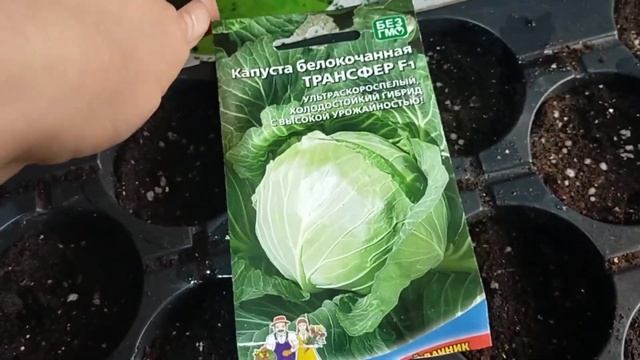 #559УСТРОИЛА БАРДАК НА КУХНЕ/ПЕРЕВАЛКА РАССАДЫ/НУЖЕН СОВЕТ/ПОСЕВ КАПУСТЫ/КУРЫ НА СВОБОДЕ смотреть онлайн