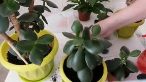 #Денежное дерево!? Как пересадить?! Как правильно ухаживать?