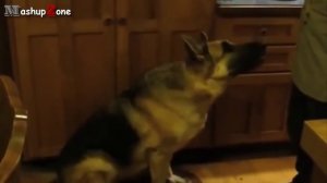 смешные говорящие собаки