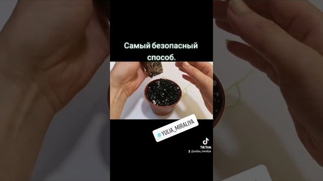 Самый безопасный способ пересадки фиалок. #фиалка #цветывдоме #цветылетом #лето2021 #красота