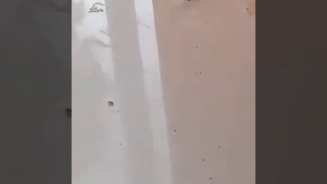 Snake With Four Legs смотреть онлайн