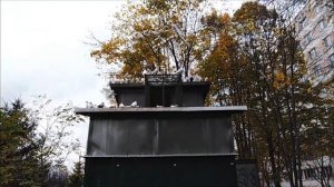 Мытищи. Разговор с местным голубятником
