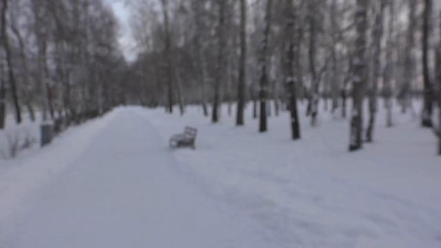 Сибирские просторы. Прогулочка. Свиристели.