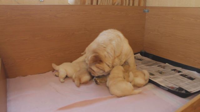 Пилушины дети 3 недели смотреть онлайн