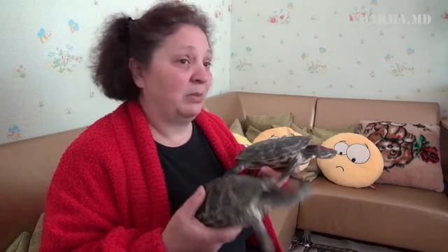 Семья черепах проживает в кабинете релаксации смотреть онлайн