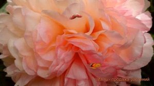 Пион травянистый Сэлмон Глори (paeonia salmon glory) ? обзор: как сажать, саженцы пиона Сэлмон Глор