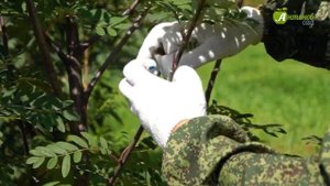 Прививка плодовых деревьев летом