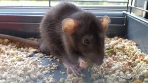 Домашняя крыса. Что ест декоративная крыса