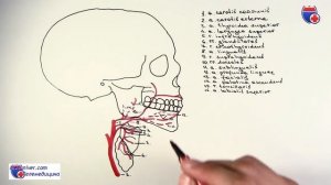 Наружная сонная артерия и ее ветви - meduniver.com