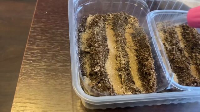 Посев ГЕЛИОТРОПА. Первые всходы. Что с пеларгонией? смотреть онлайн