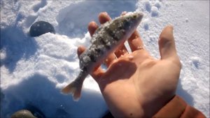 Зимняя рыбалка с другом 23 февраля на о. Урозеро. Карелия