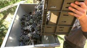Мялка для винограда с гребнеотделителем из Италии. Хит продаж!