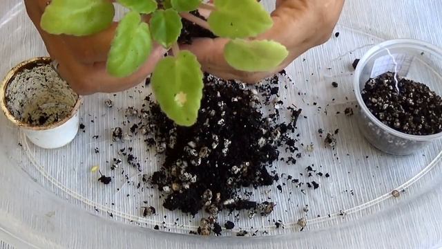 ФИАЛКИ В ТРОПИКАХ/Оголился стволик/Исправляем смотреть онлайн