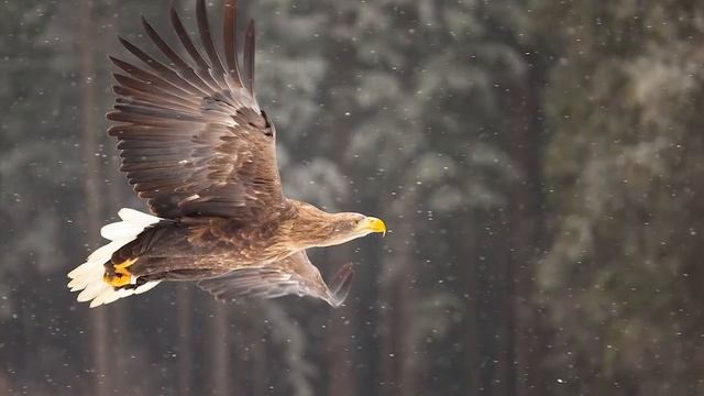 Клуб «Ориентир». Выпуск №1. Профессия орнитолог смотреть онлайн