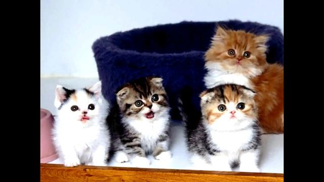 Коты Воители.  Весёлые котята Song Chatons enfants.mp4