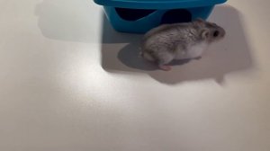 КАК ОТЛИЧИТЬ ДЖУНГАРСКОГО ХОМЯКА ОТ ХОМЯКА КЭМПБЕЛЛА?