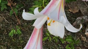 Lys royal blanc  'Lilium regale Album' Le raffinement au parfum capiteux.