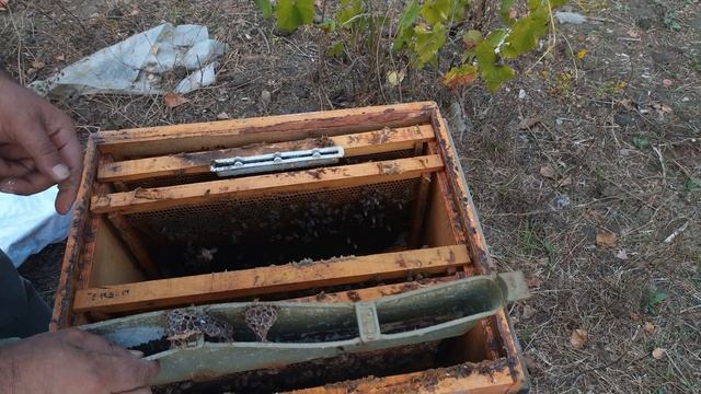 3 ÇITALI ZAYIF KOVANI KIŞA HAZIRLADIK. Arı kovanı kışın soğukta nasıl kapatılmalı. смотреть онлайн