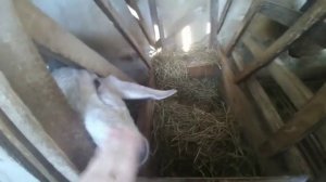 Кого в этом году выращивать на мясо - петухов или бройлеров ?