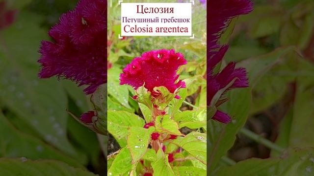 Целозия серебристая гребенчатая (Celosia argentea) или Петушиный гребешок.?