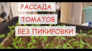 НОВЫЙ СПОСОБ ПОСЕВА ТОМАТОВ ДЛЯ ОТКРЫТОГО ГРУНТА БЕЗ ПИКИРОВКИ, С ЗАКАЛИВАНИЕМ В ТЕПЛИЦЕ #рассада