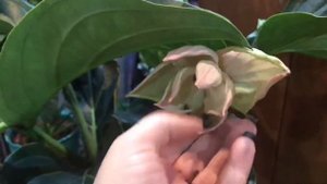 Мединилла в домашних условиях