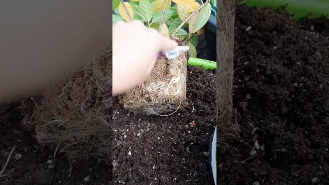 Посадка гортензии с ЗКС (из горшка)