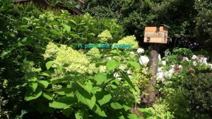 Summer Garden/Hydrangeas in Full Bloom