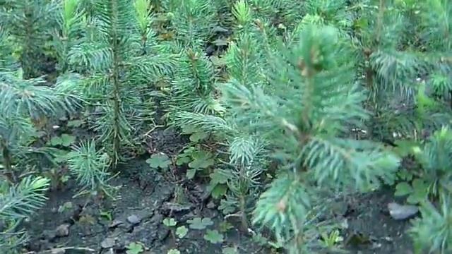 Голубая колючая ель Glauka 3-х летка. Сеянцы голубой ели