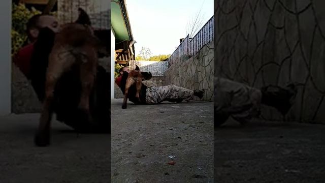 Щенок бельгийской овчарки 3 месяцев | Щенки малинуа
