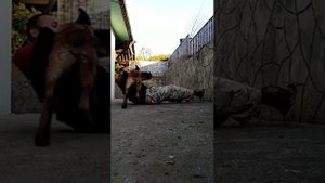 Щенок бельгийской овчарки 3 месяцев | Щенки малинуа