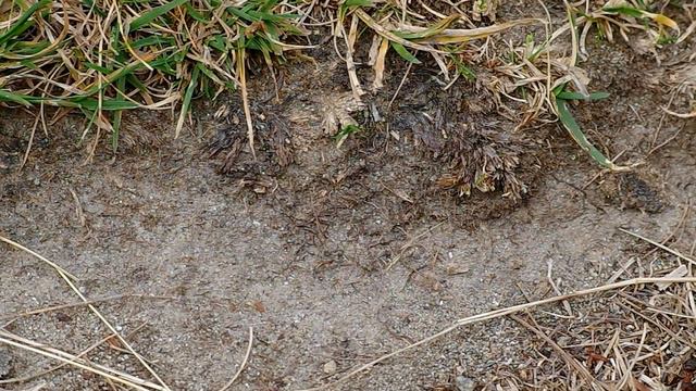 Какая вкусная лежит, думала волчица, довольно потирая лапами. Как вдруг из ниоткуда. смотреть онлайн