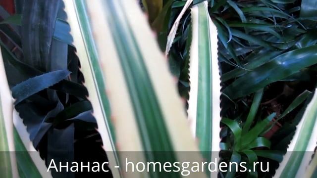Как вырастить ананас в домашних условиях? смотреть онлайн