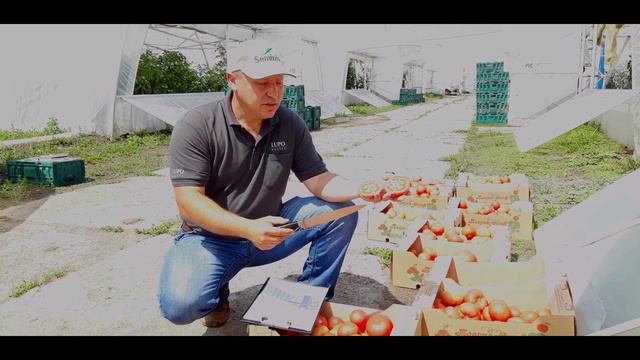 Как подбираем гибриды томата - завершающий этап смотреть онлайн