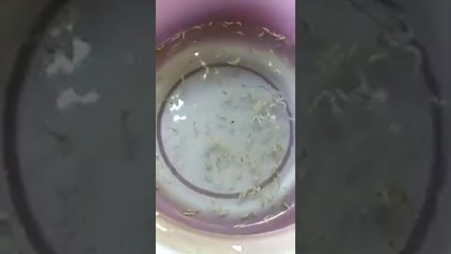 ЧЕРНЫЙ ТМИН курттан результат смотреть онлайн