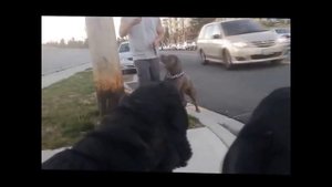 Питбуль Против Двух Ротвейлеров