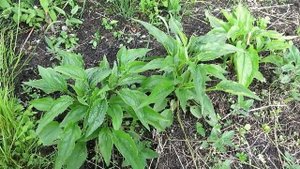 Люблю самосев!!! / Какие растения хорошо размножаются самосевом