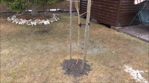 Ива плакучая вавилонская.