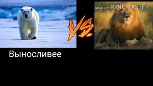 Белый медведь против африканского льва