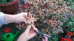 ЧЕРЕНКУЮ ЦВЕТЫ В ВОДЕ не ожидал что так БЫСТРО и ЛЕГКО можно размножить цветы черенками осенью.mp4