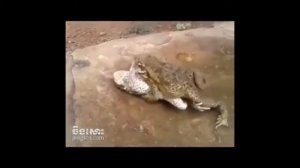 Трах лягушек