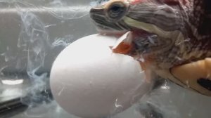 черепаха против куриного яйца / сытный обед / полезный ужин / живое кормление / #FrogTV