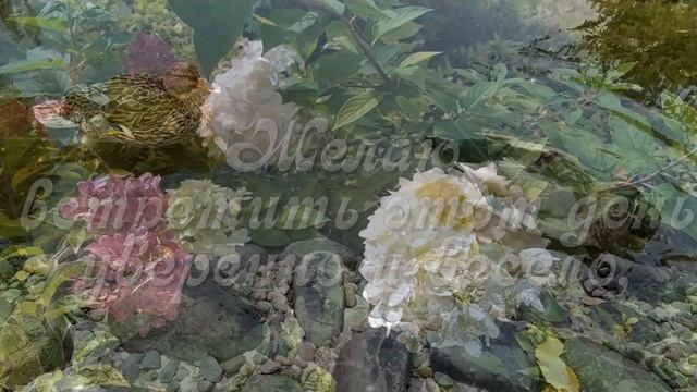 С добрым утром! ❤️Пусть день будет успешным и красивым!❤️Good morning!❤️ смотреть онлайн