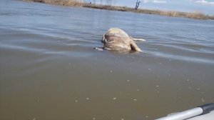 Рыбалка в Астрахани / Жерех весной / Ловля воблы / Астрахань в апреле / Зеленга / Маково