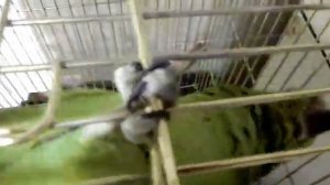 Желтоголовый Амазон Вася.