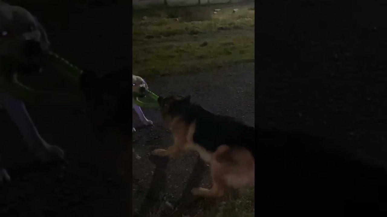 Играют в перетяжки Локки и Гуф смотреть онлайн